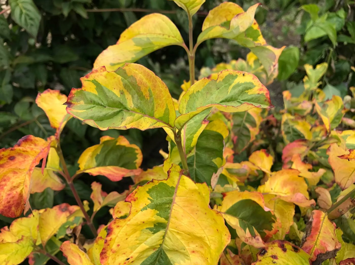 Autumn leaf colour — Michielsen's deciduous trees