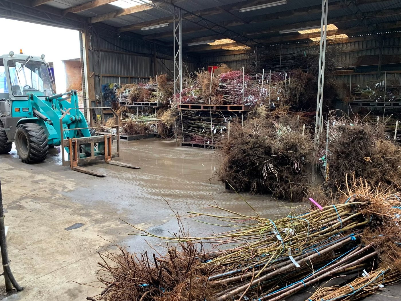 Bagged trees ready for dispatch — Michielsen's nursery