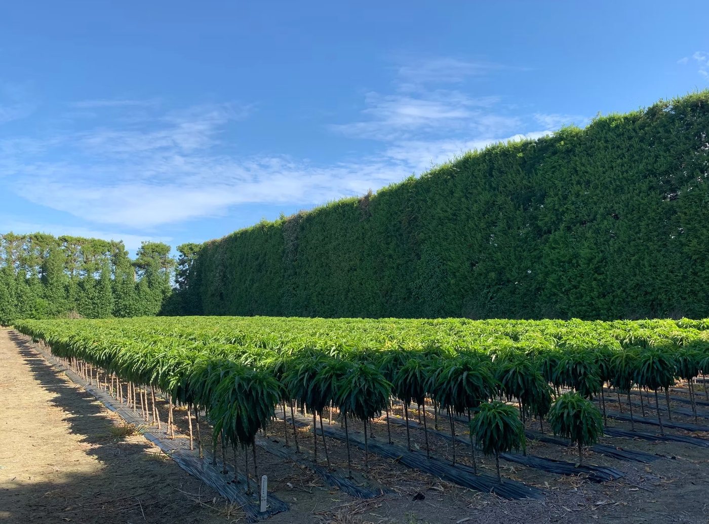 Colourful deciduous tree rows — Michielsen's Taranaki