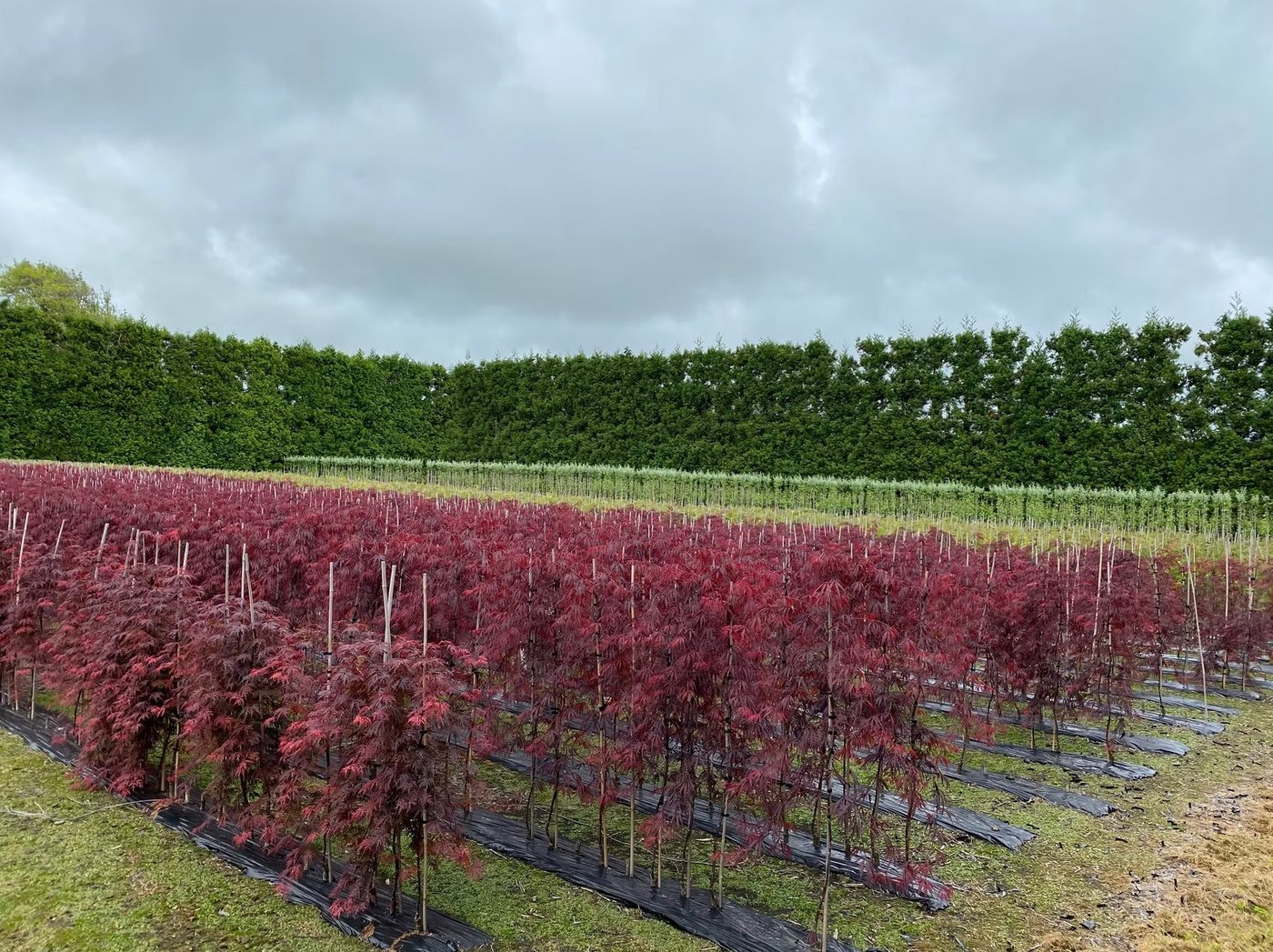 Red maple rows — Michielsen's Tree Nursery Taranaki