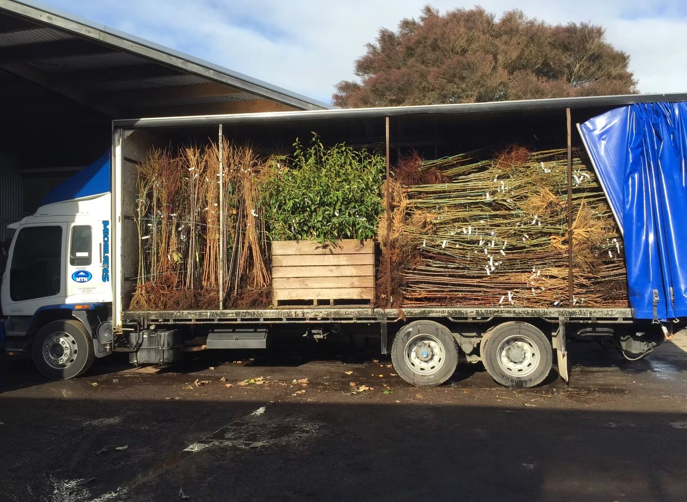 Ornamental Japanese maple trees — Michielsen's wholesale nursery